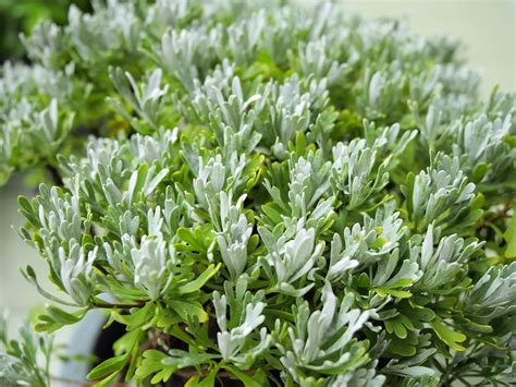 芙蓉菊避邪|鬼月「避邪植物」推薦這5種！「抹草」沐浴可趨吉避凶，「榕樹。